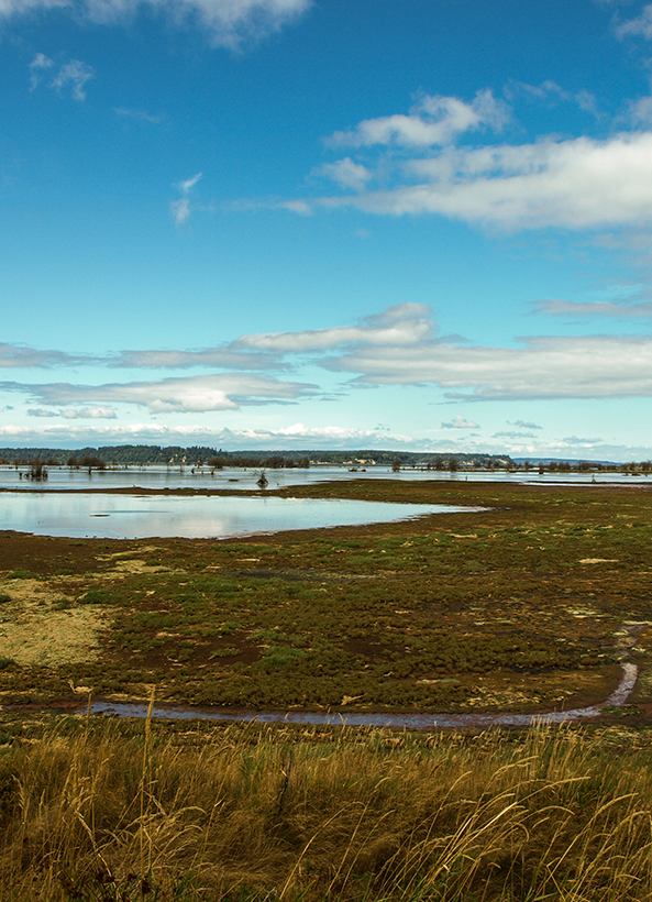 View of the Billy Frank Jr. Nisqually National Wildlife Refuge
