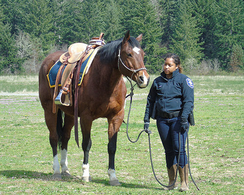 HorseWarriorsAndSPDHorsePatrolDemonstration2022_4.jpg