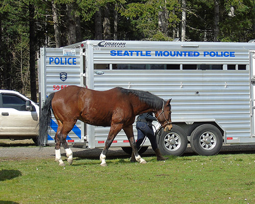 HorseWarriorsAndSPDHorsePatrolDemonstration2022_2.jpg